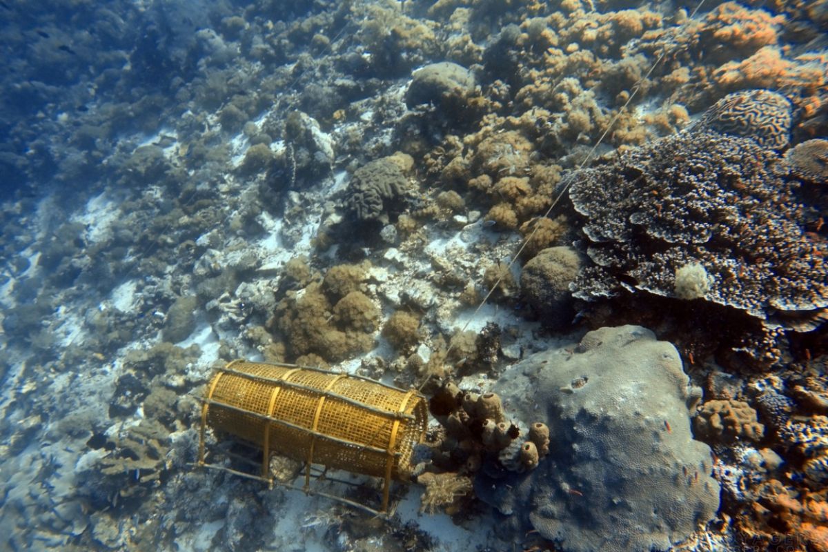 Terumbu karang Perairan Pulau Pura Alor terancam rusak total