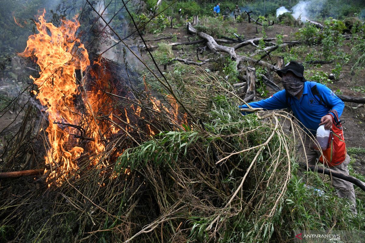 10 hektare ladang ganja di Aceh Besar dimusnahkan