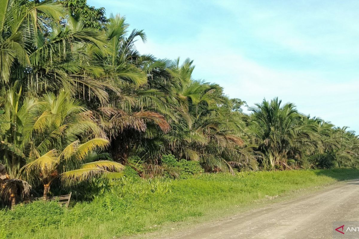 Masyarakat Salawati Tengah Sorong jadikan sagu sebagai cadangan pangan