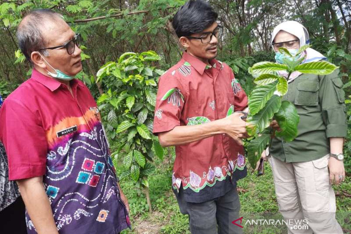 Temanggung kembangkan kebun entres kopi robusta