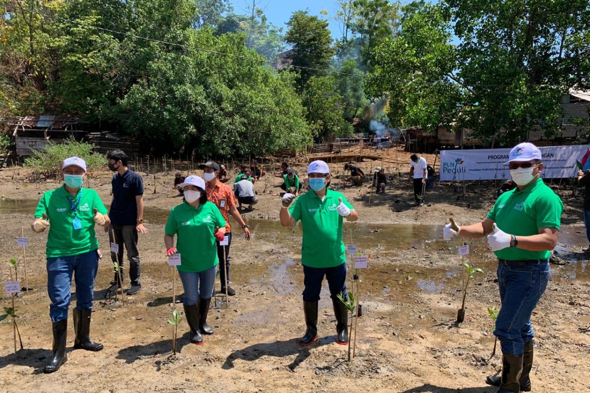 PLN restorasi hutan mangrove  guna dukung KEK pariwisata Likupang