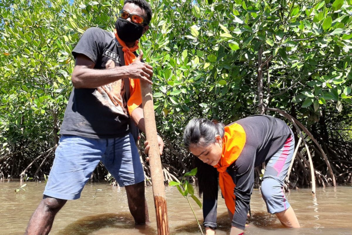 MPA Artsas Hijaukan Pantai Kampung Ambong dengan Bibit Mangrove