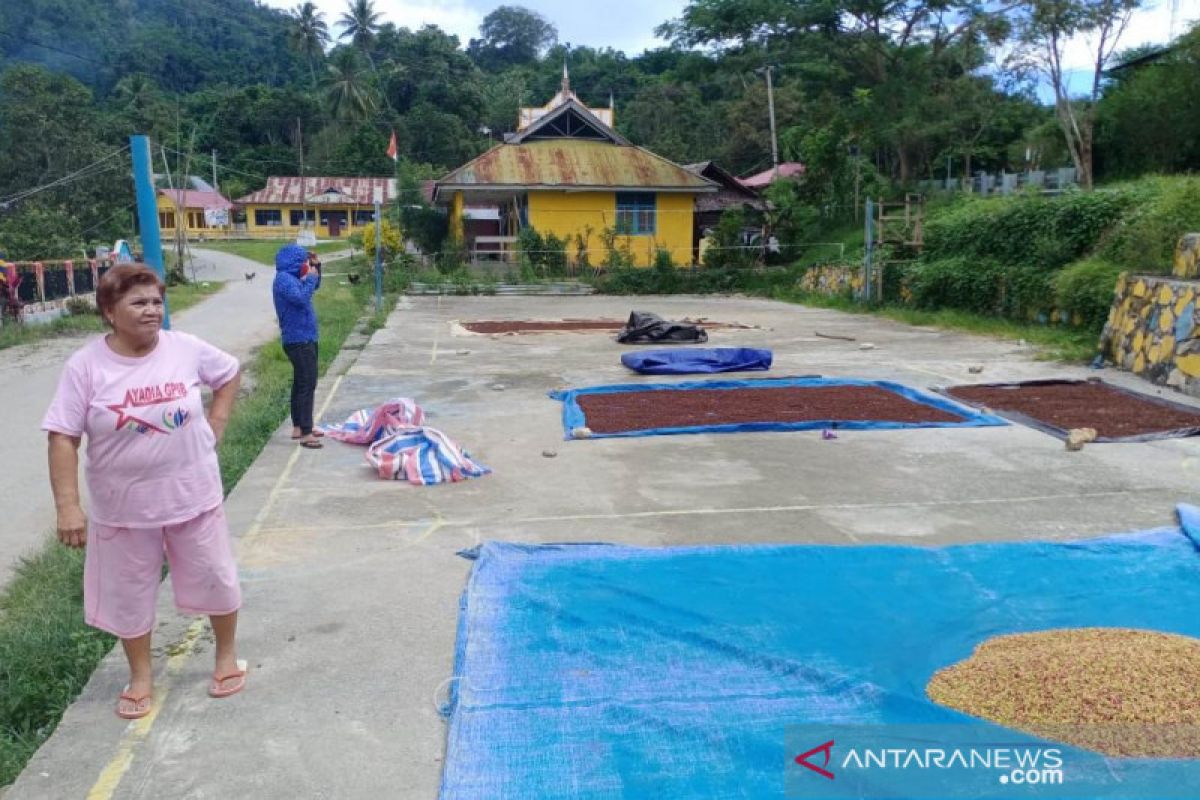 Harga cengkeh di Poso  turun drastis