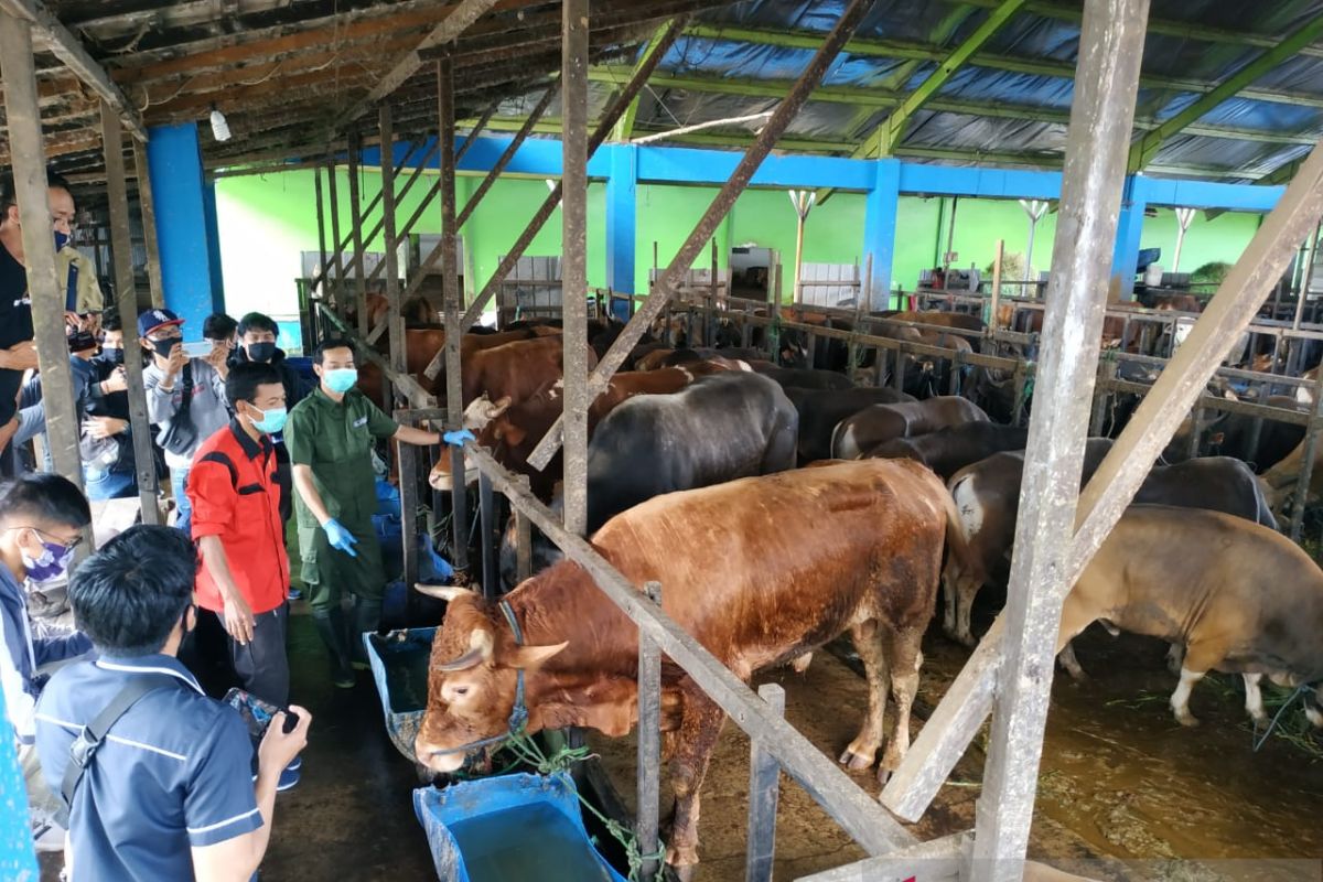 Pekanbaru jamin kesehatan hewan kurban