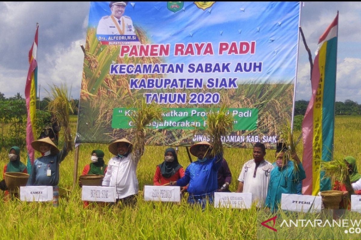 Bupati Siak panen raya di Sabak Auh hasil padinya 6-8 ton per ha