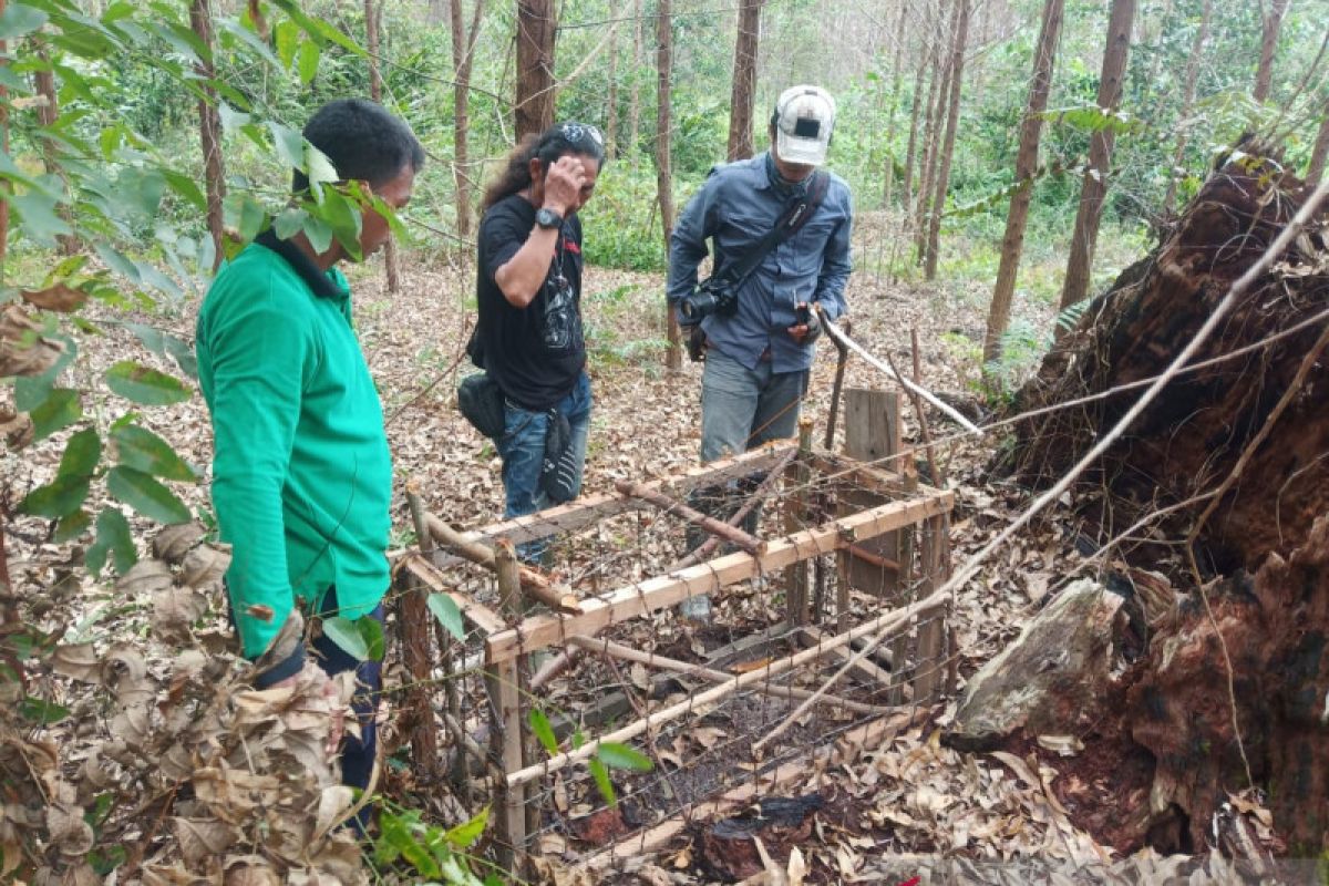 Mengendus jerat maut penghuni rimba