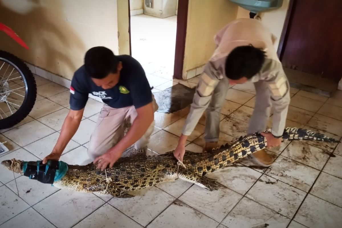 BKSDA ingatkan waspadai buaya saat sungai pasang