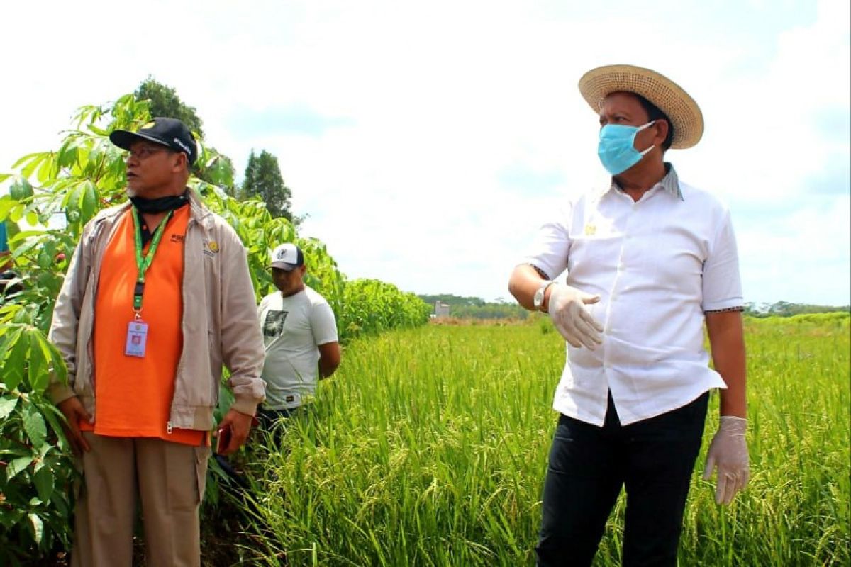 Irjen Kementan minta sejumlah perbaikan di kawasan pertanian Kalteng