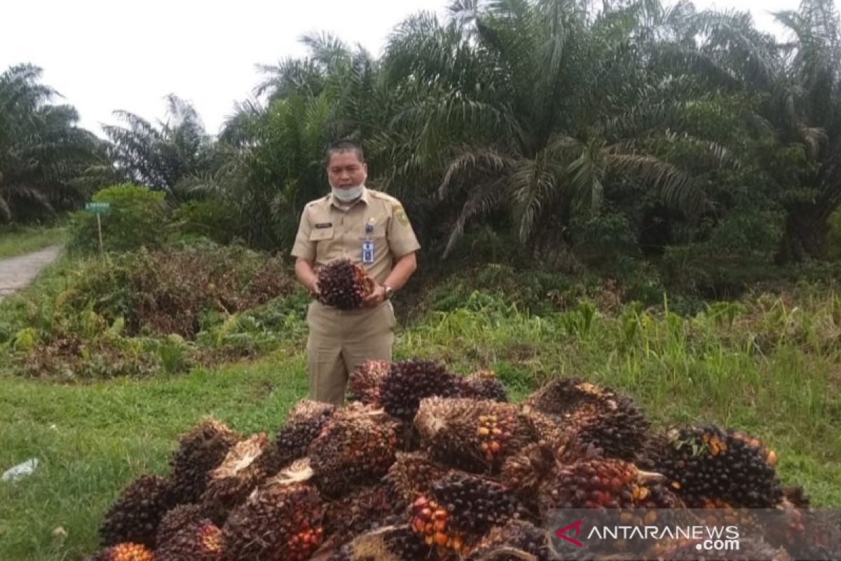 Harga sawit Riau naik lagi