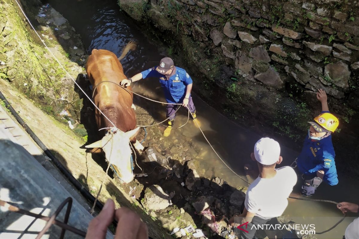 Bum!!! sapi kurban jatuh ke parit sedalam 2 meter tapi santai saja