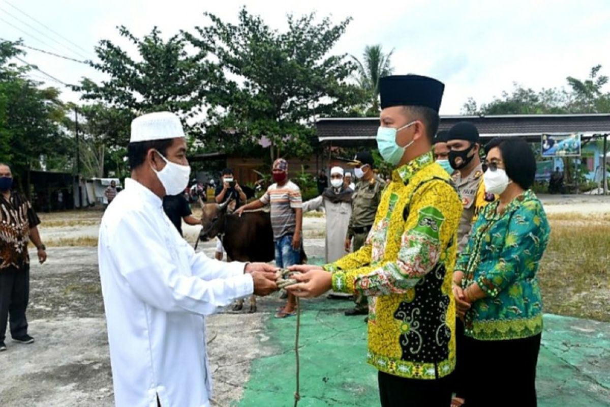 Pemkab Gumas salurkan belasan sapi kurban untuk sembilan kecamatan