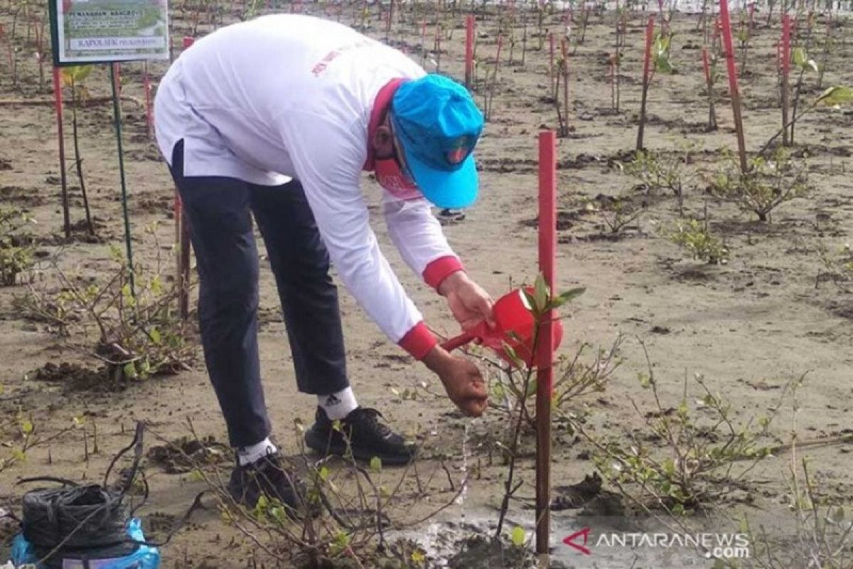 Pemerintah Aceh akan terus perluas kawasan hutan bakau