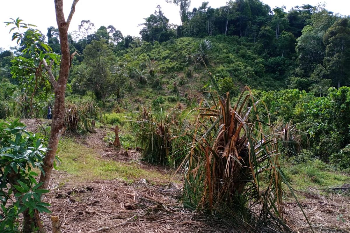 Pulahan gajah liar obrak-abrik kebun sawit warga