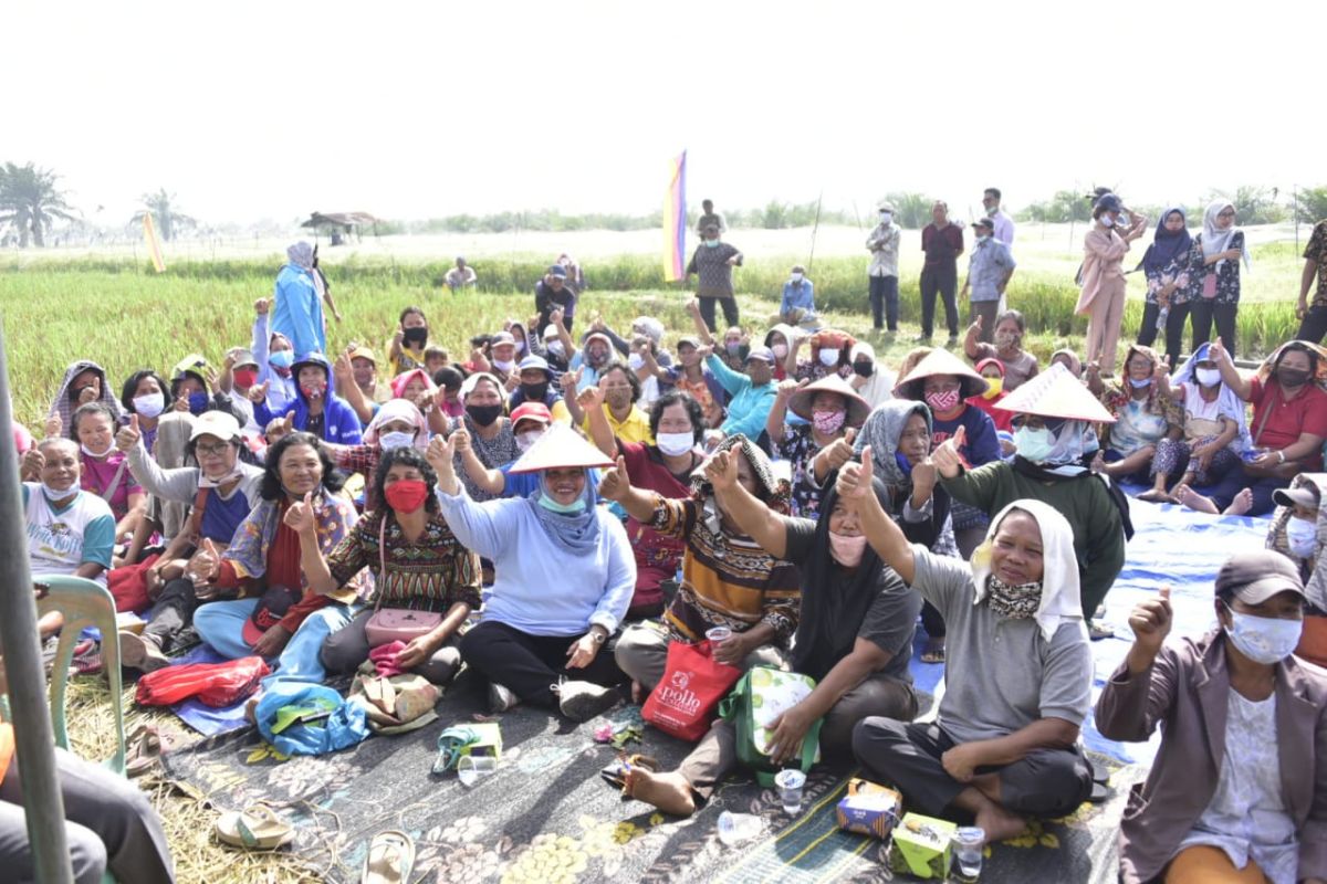 Panen padi di Duri,  Kasmarni ajak petani sisihkan rezeki