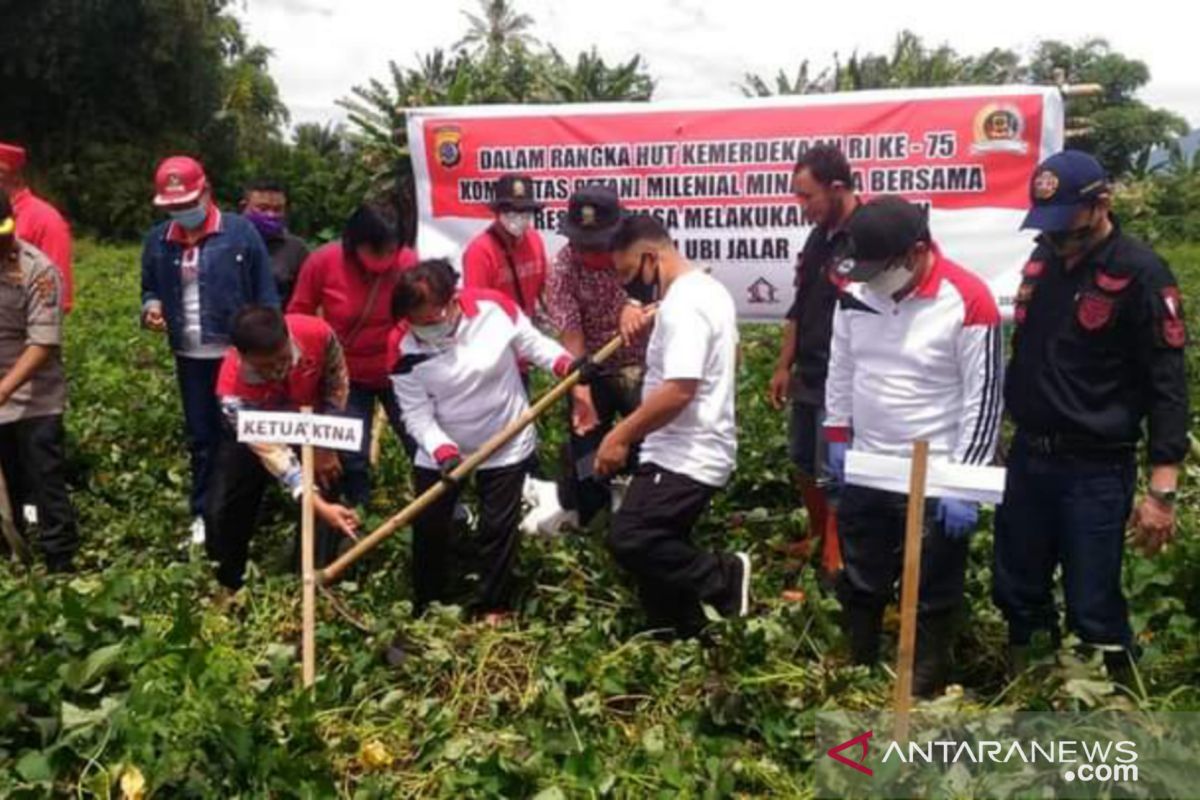 Polres dan KTNA Minahasa  panen ubi Jalar