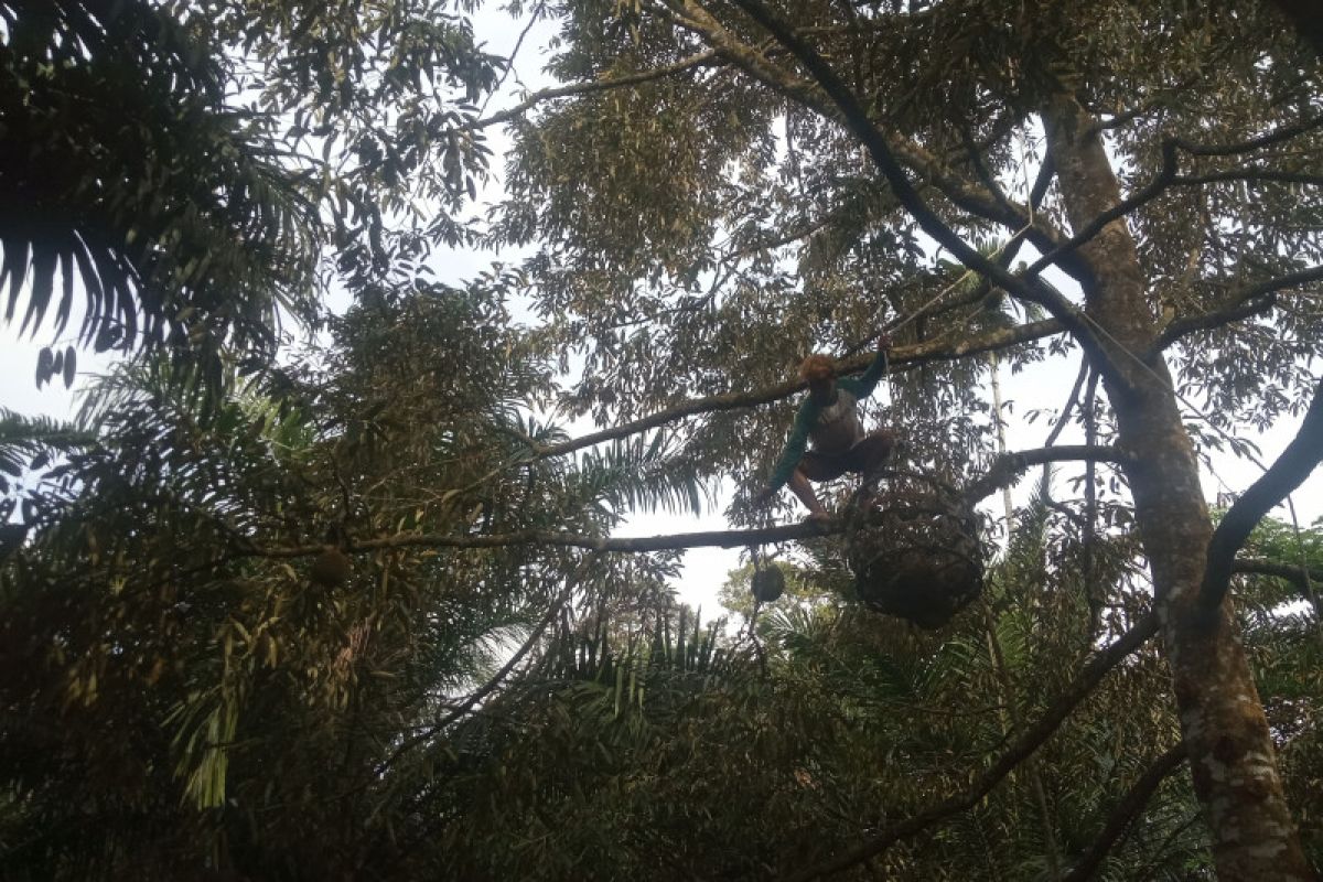 Durian season, durian pickers earn Rp1.2 million per day