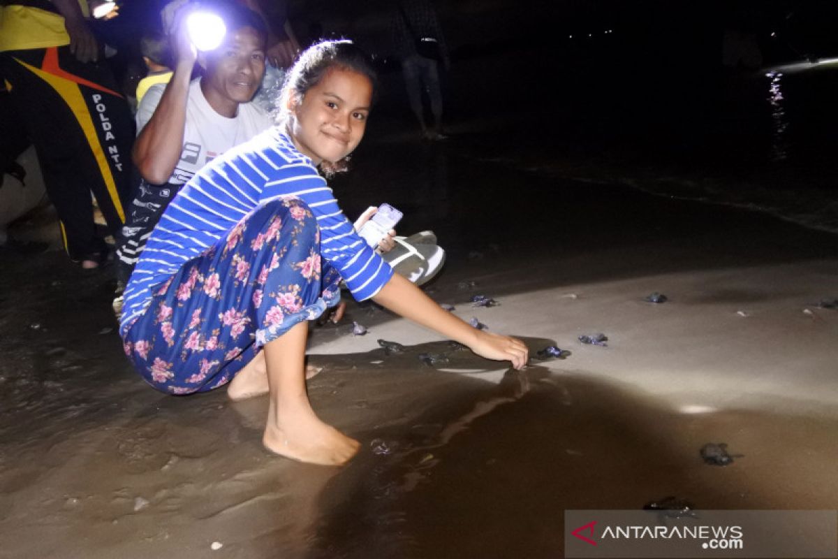 Masyarakat NTT lepasliarkan puluhan tukik jelang HUT Kemerdekaan RI