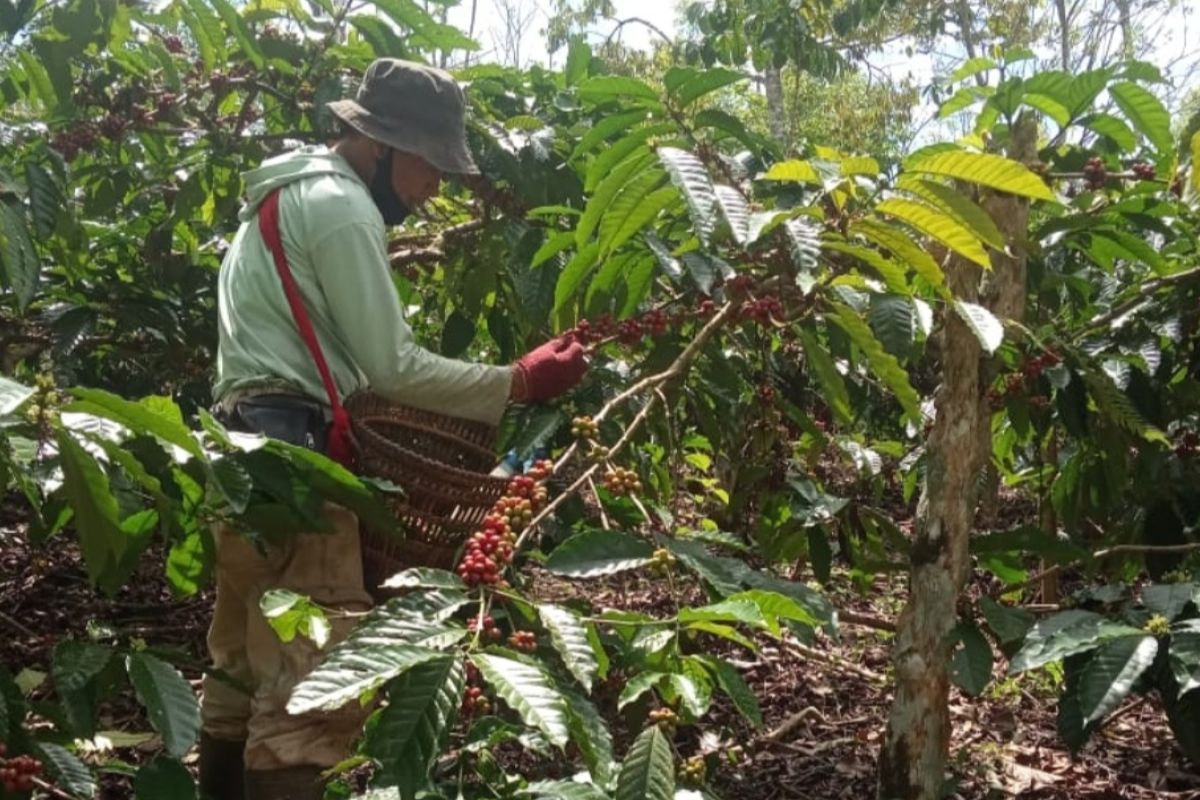 Saat pandemi COVID-19, produksi kopi di Lampung justru naik