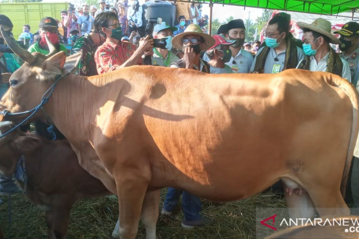 Mentan panen 1.000 ekor pedet di Loteng