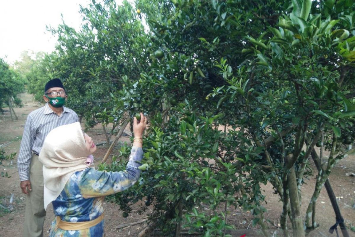 Wisatawan bisa makan jeruk sepuasnya  di kebun milik Giyanto buah jeruk