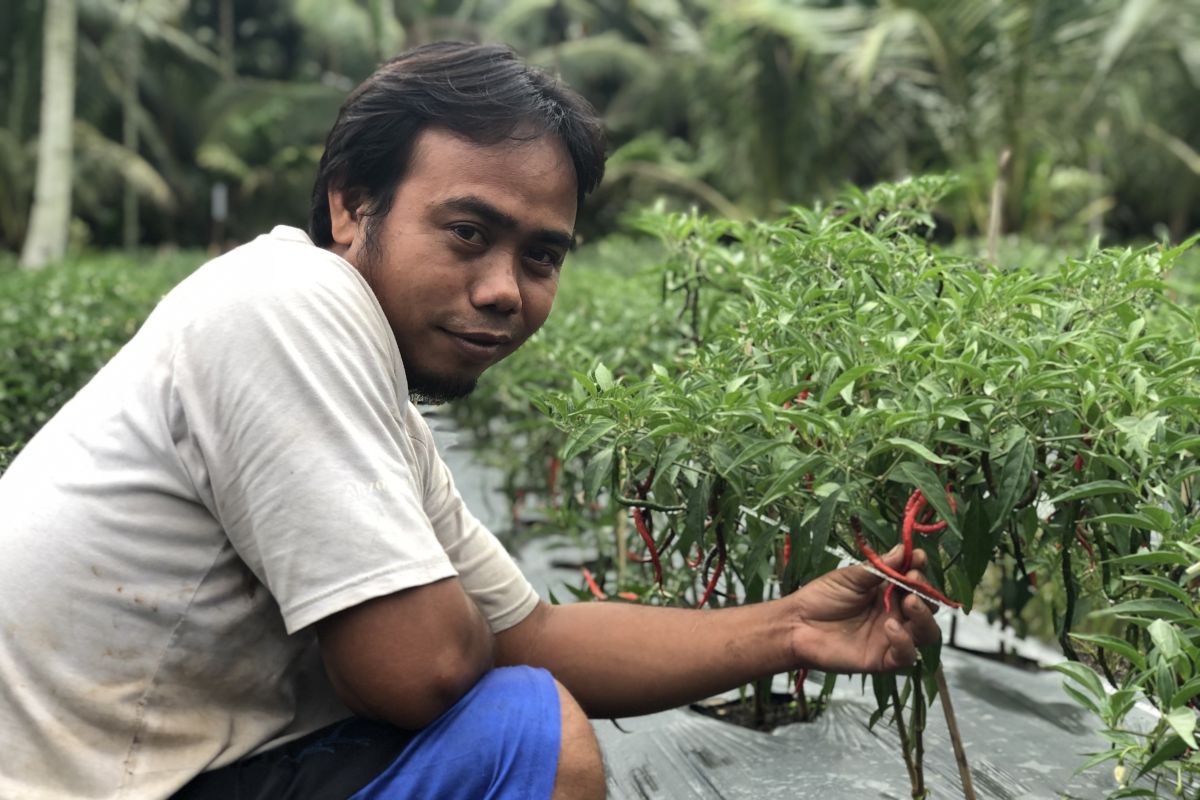 Sairi, petani cabai Inhil yang tak takut gagal