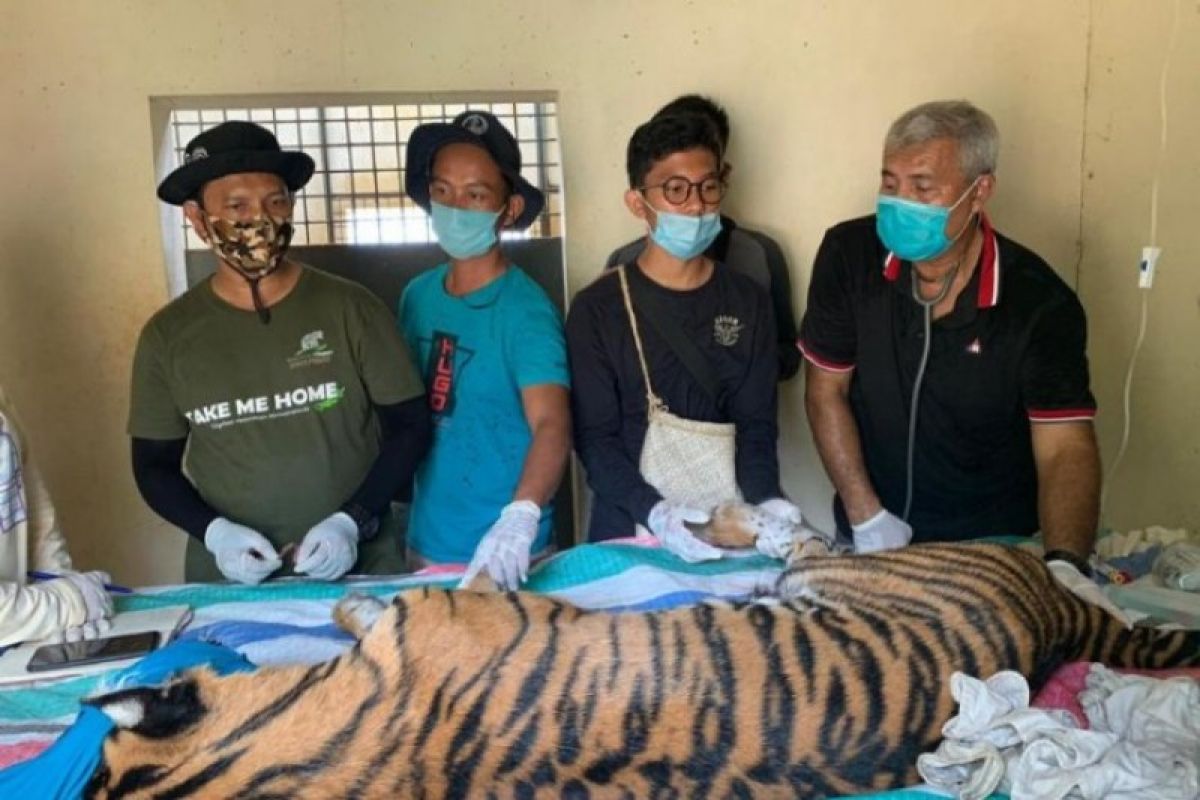 Waduh, harimau sumatera mati di Riau akibat terjerat di leher