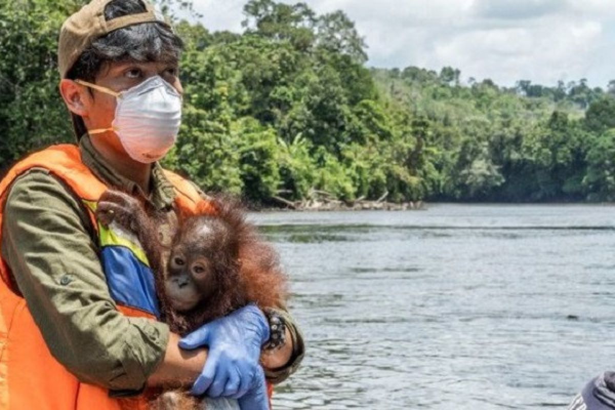 Petugas konservasi selamatkan satu bayi orangutan di Ketapang