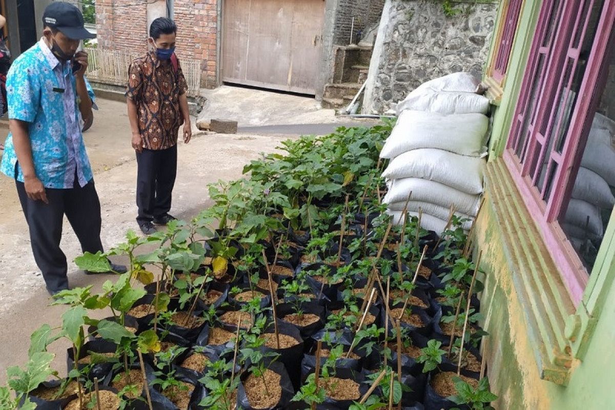 Cegah krisis pangan, warga Kudus optimalkan pemanfaatan pekarangan