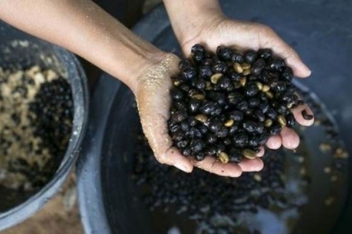 Kopi dari kotoran gajah disebut minuman mahal dan langka