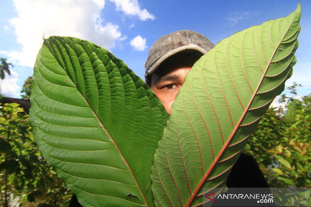 Tak ada aturan yang melarang, petani boleh budi daya tanaman kratom