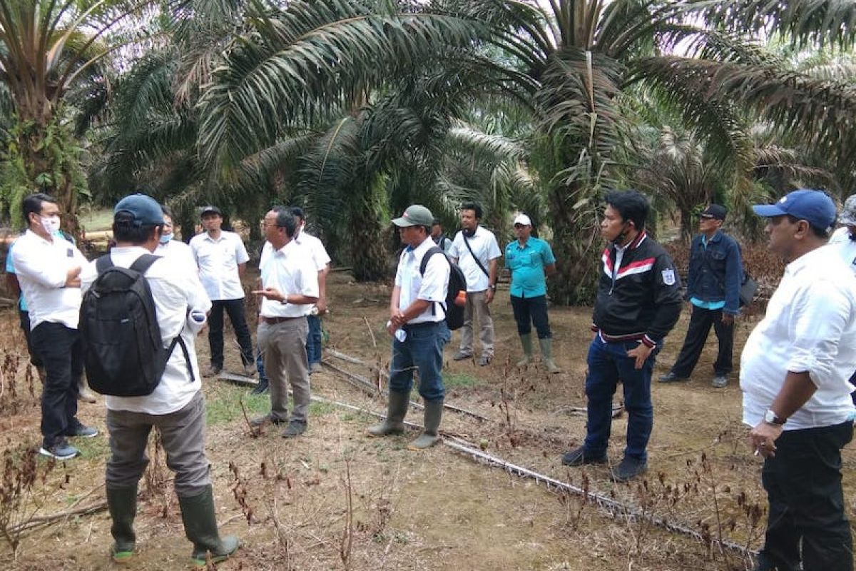 Holding Perkebunan Nusantara minta PTPN VII perbaiki manajemen panen