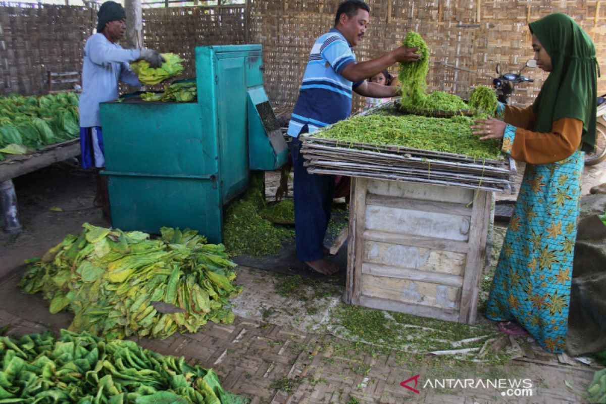 Petani tembakau minta pemerintah tak naikkan cukai rokok kretek