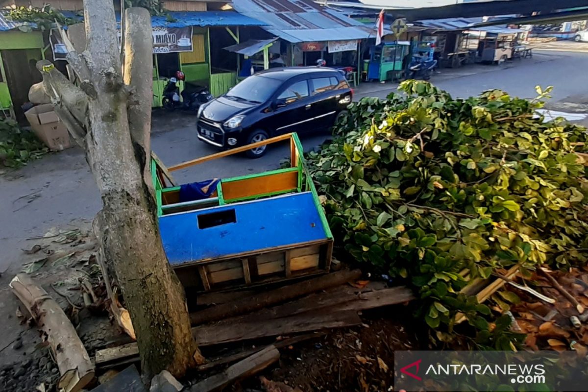 Angin kencang menumbangkan pepohonan di Tanjung Selor