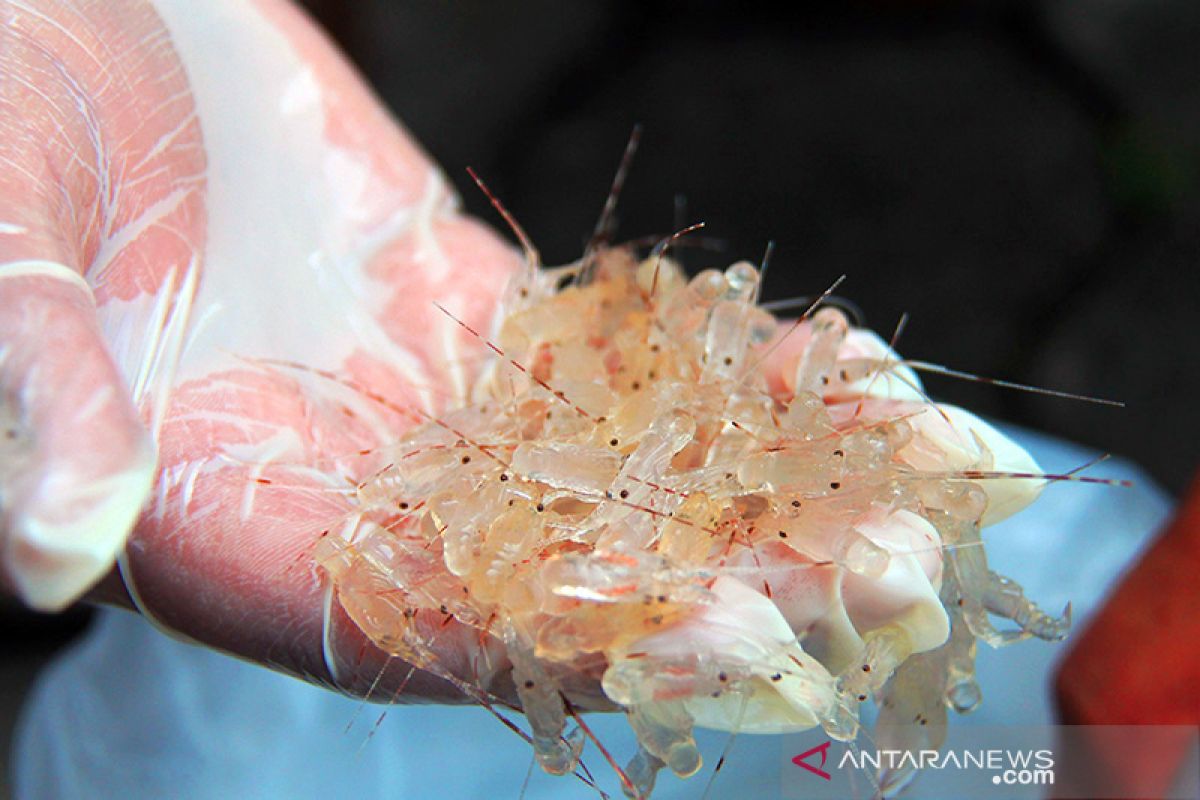 10.900 nelayan NTB teregistrasi penangkap benih lobster