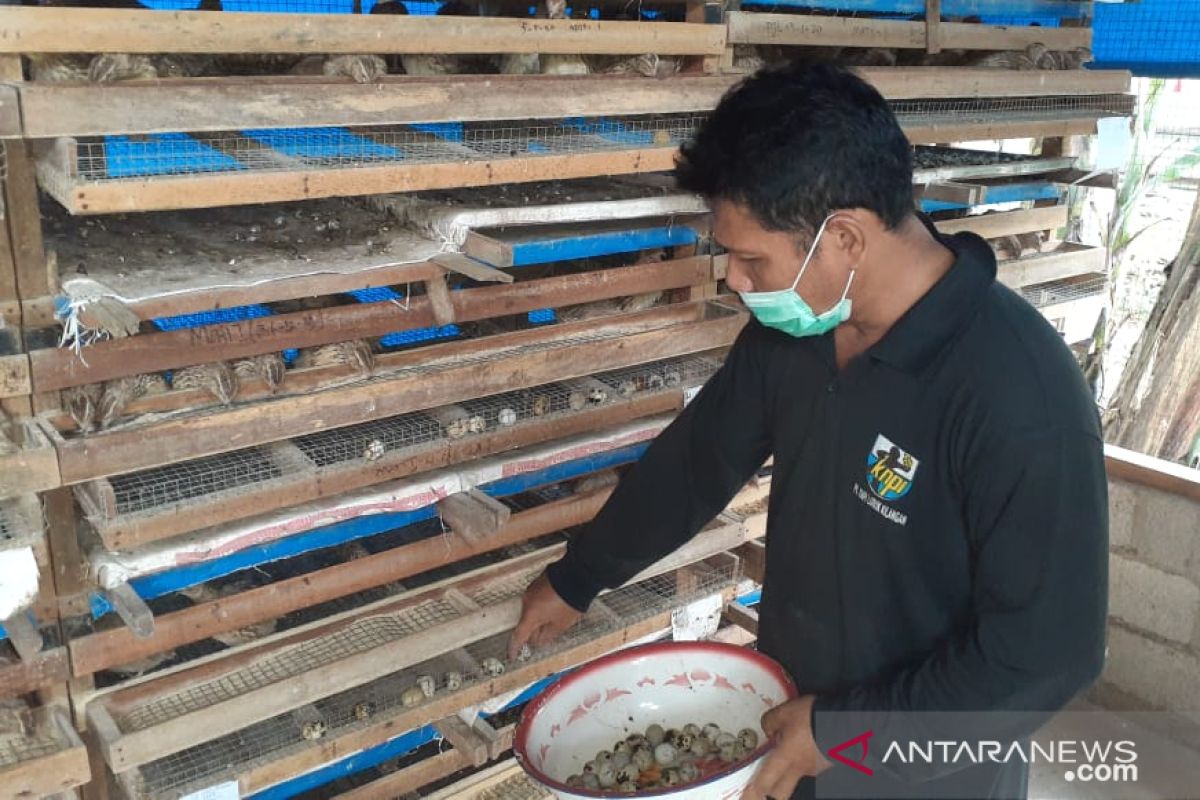 Di tengah pandemi COVID-19, UMKM Rumah Dagang berhasil budidayakan puyuh petelur