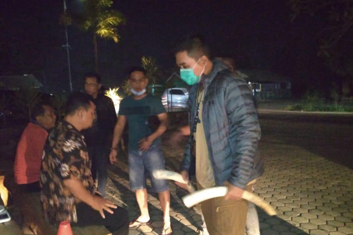 Polda Lampung dan Tim TNBBS tangkap pelaku penjualan gading gajah