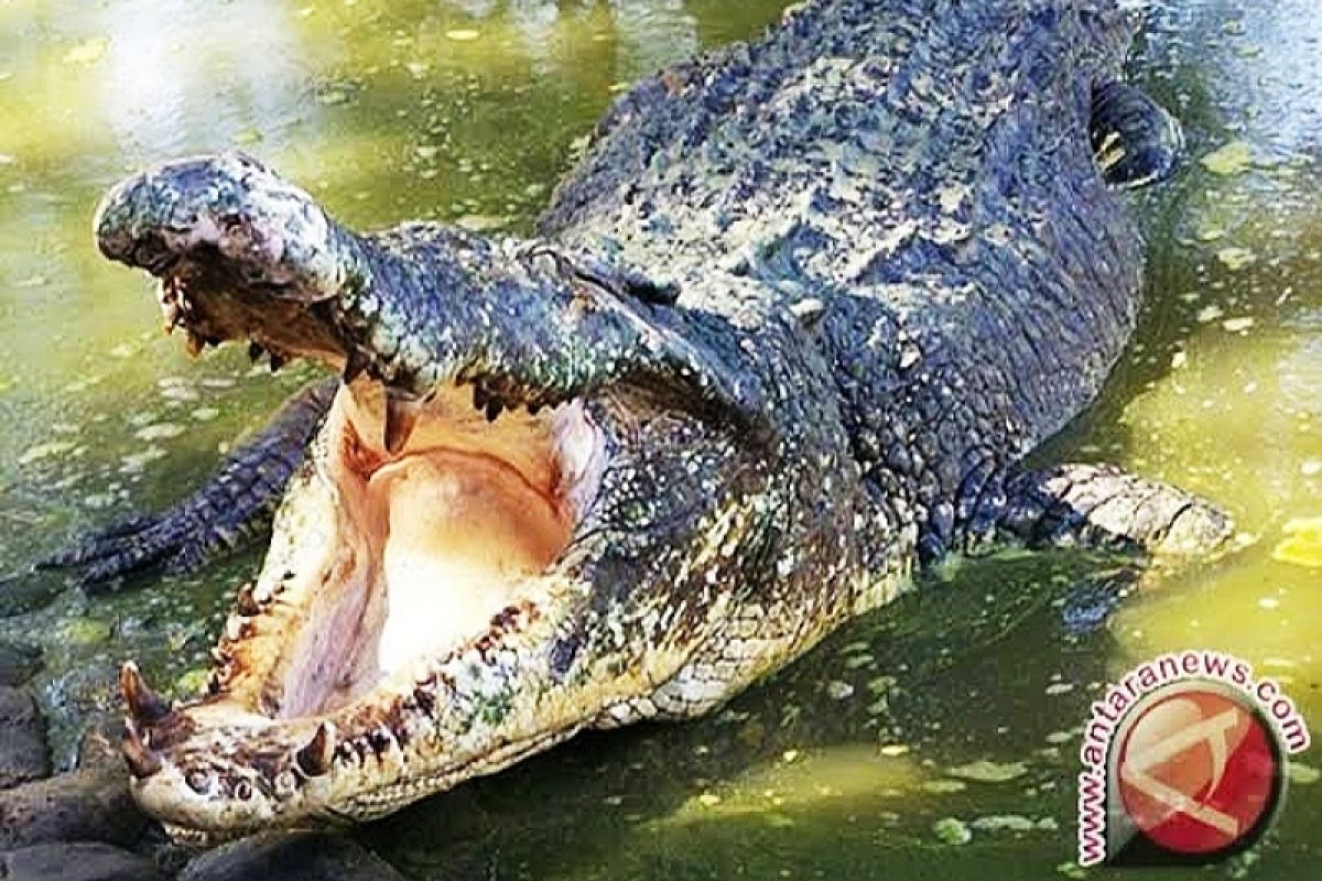 Buaya serang kakak-beradik pencari kerang di Kotim