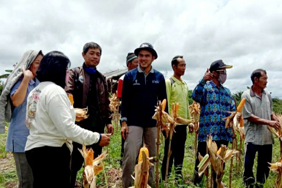 Poktan di Gumas berhasil tanam jagung hibrida secara manual