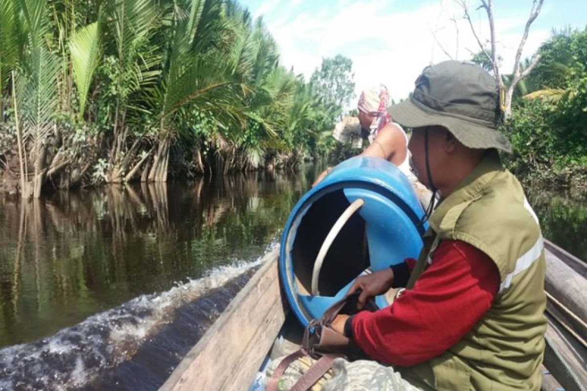 Buaya bermunculan saat BKSDA memeriksa lokasi serangan terhadap warga