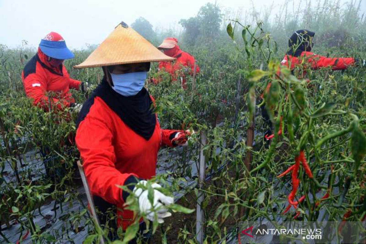 Petani Boyolali sambut gembira harga  cabai Rp25.000/kg