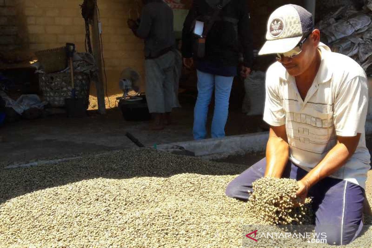 Harga kopi Temanggung bertahan di tengah pandemi