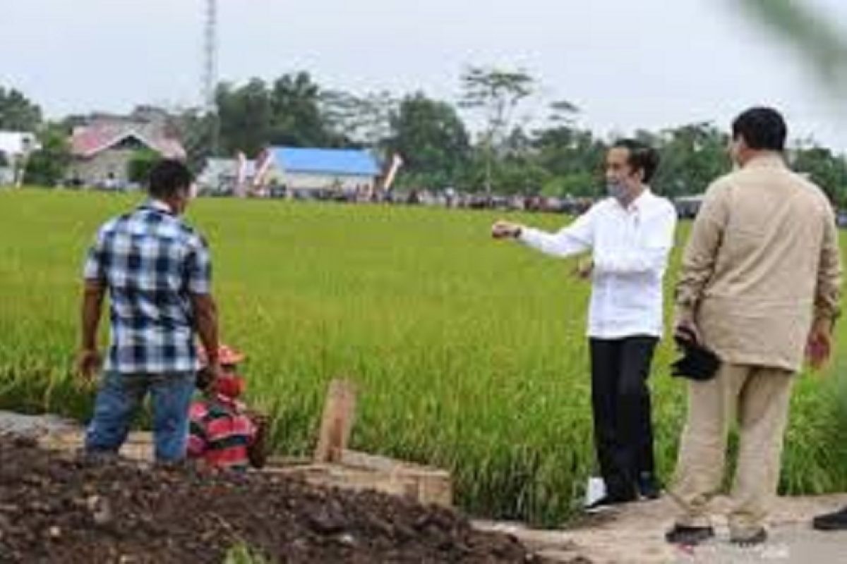 Program Food Estate, belajar dari proyek lahan sejuta hektare