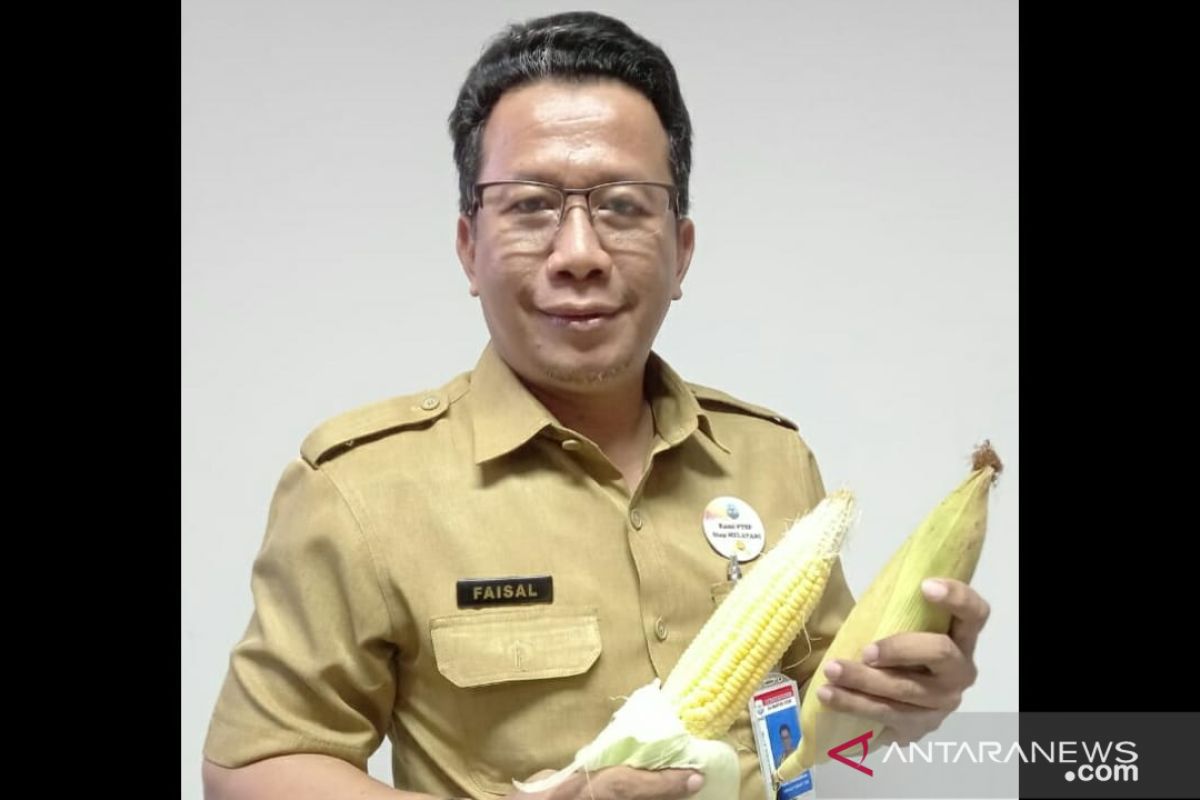 DPMPTSP Kaltara fokus pengembangan komoditas jagung