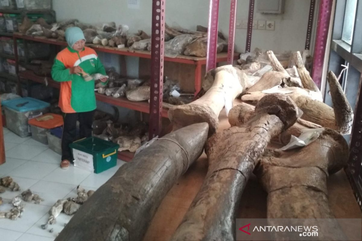 Tim Sangiran dilibatkan dalam konservasi fosil koleksi Museum Patiayam