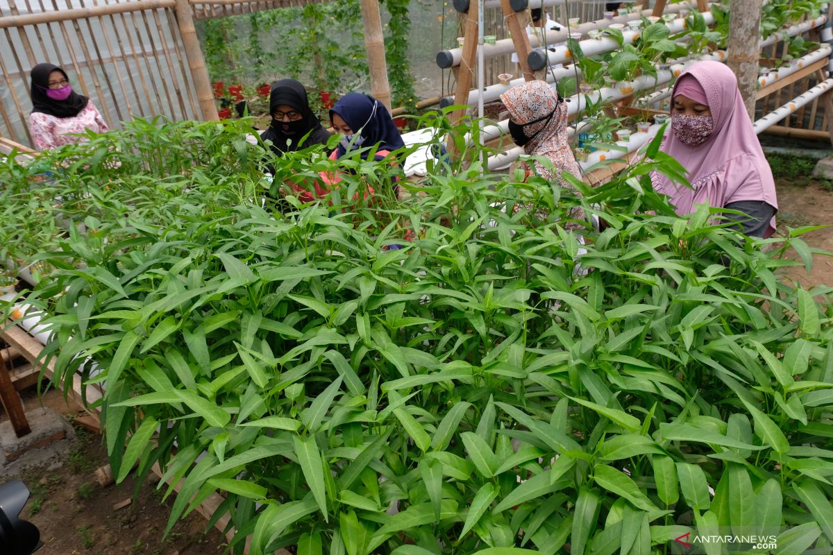 Borosnya pangan di Indonesia dan merosotnya daya saing bangsa