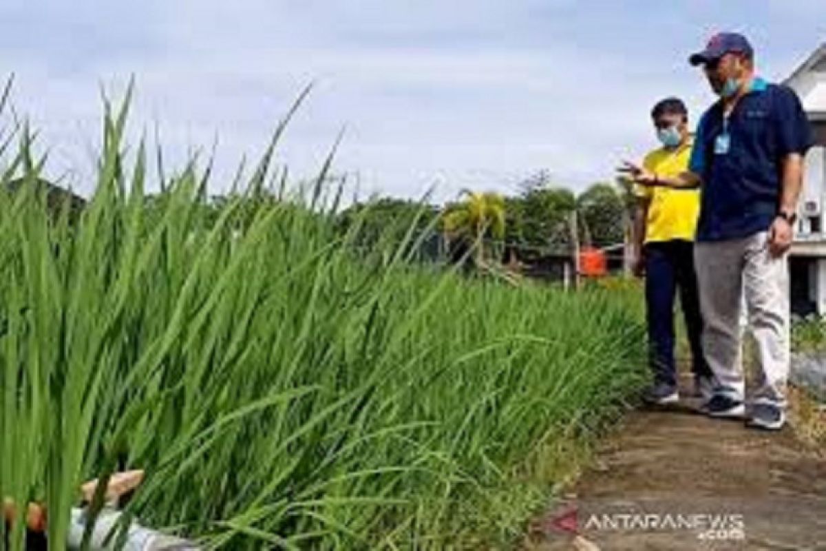 Kalbar kembangkan 960 hektare padi jenis Inpari Nutri Zinc, cegah stunting