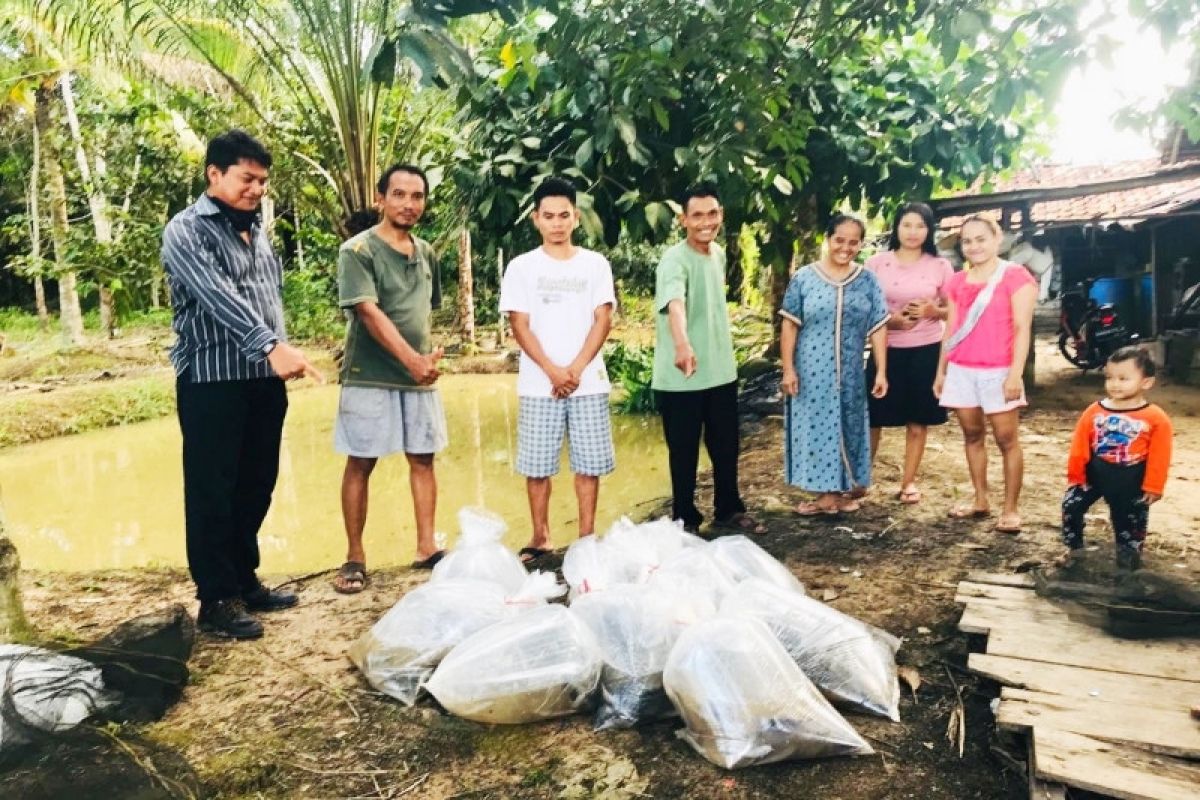 PT Maju Aneka Sawit berikan bantuan ikan lele untuk masyarakat