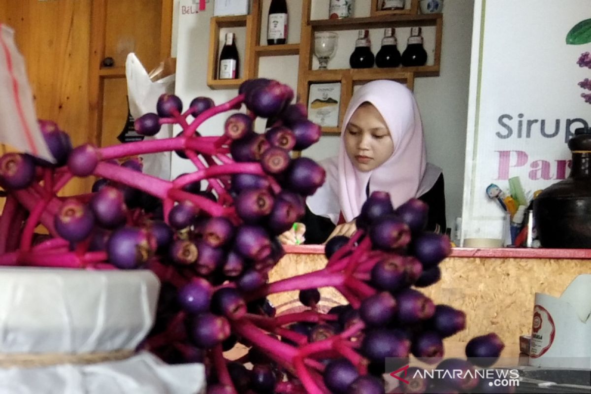 Jepara upayakan parijotho ditanam di dataran rendah