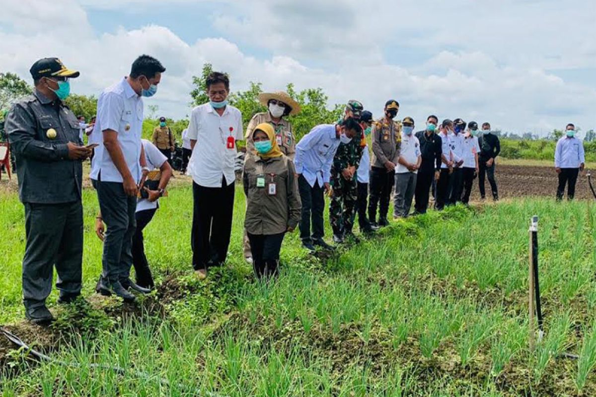 Plt Gubernur Kalteng tinjau food estate Barito Utara