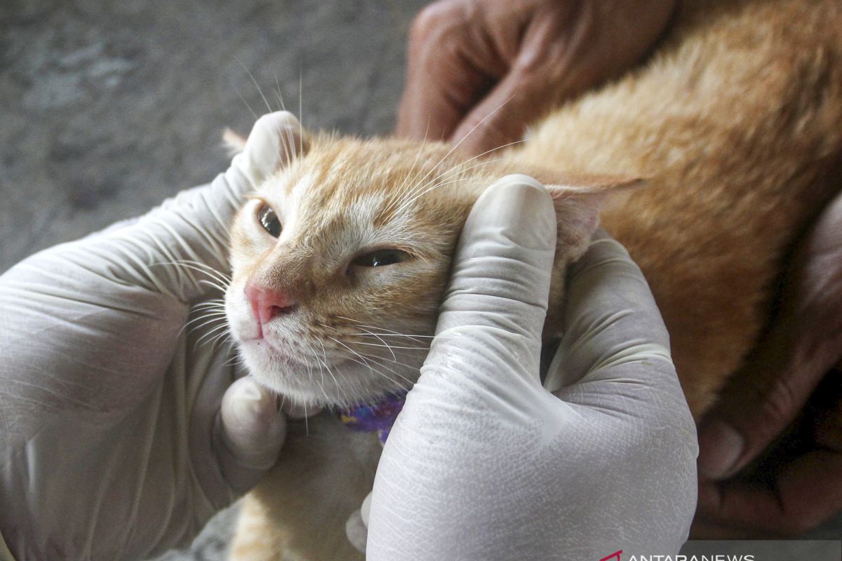 Video viral dugaan oknum Brimob banting anak kucing diselidiki